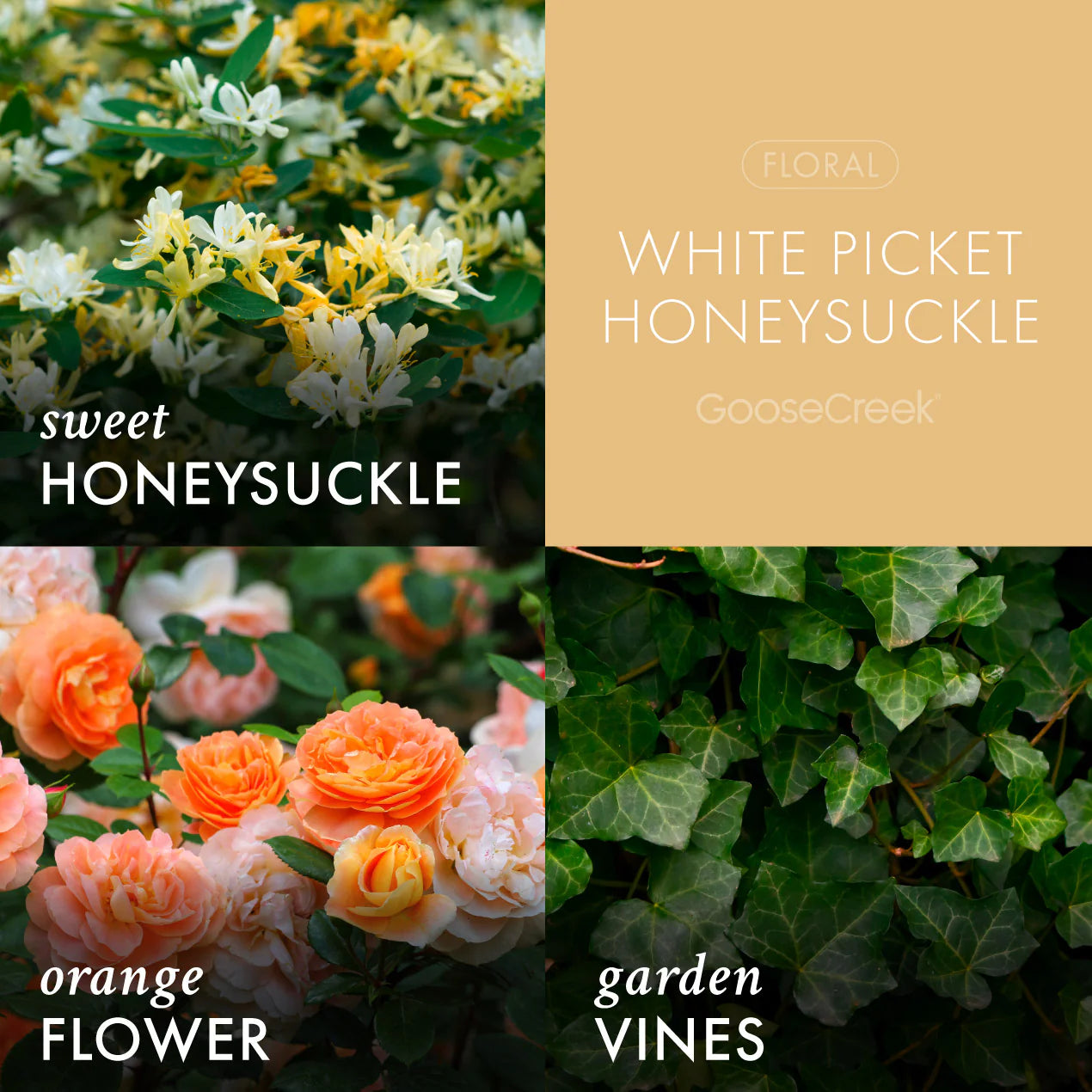 White Picket Honeysuckle 3-Wick Candle